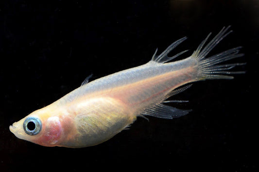 Samurai Fin Medaka: A Look at Their Distinctive Fin Morphology.