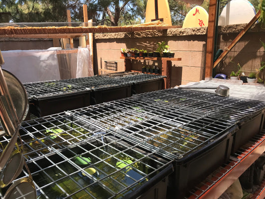 Embracing Sunshine: Growing Fish in Southern California