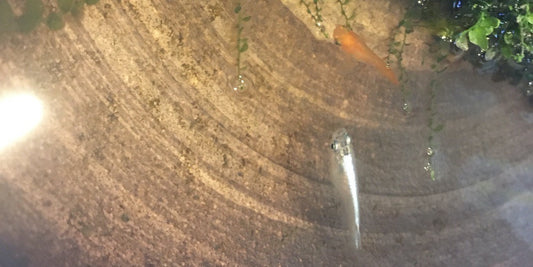 The sun and lighting, light is very important for Medaka (Rice Fish).