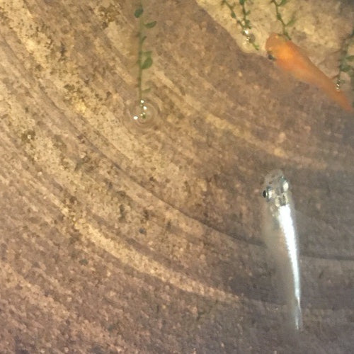 The sun and lighting, light is very important for Medaka (Rice Fish).