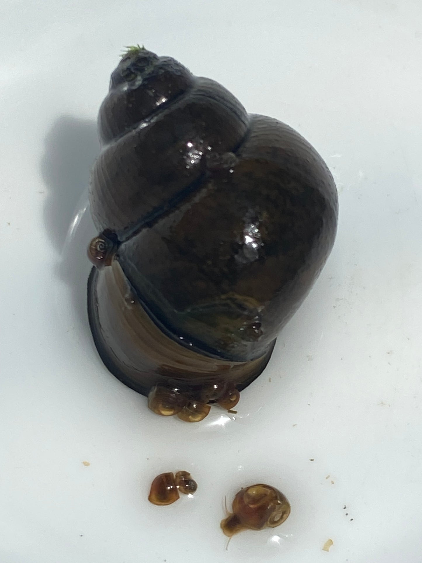 TANISHI (タニシ)Japanese trapdoor snails