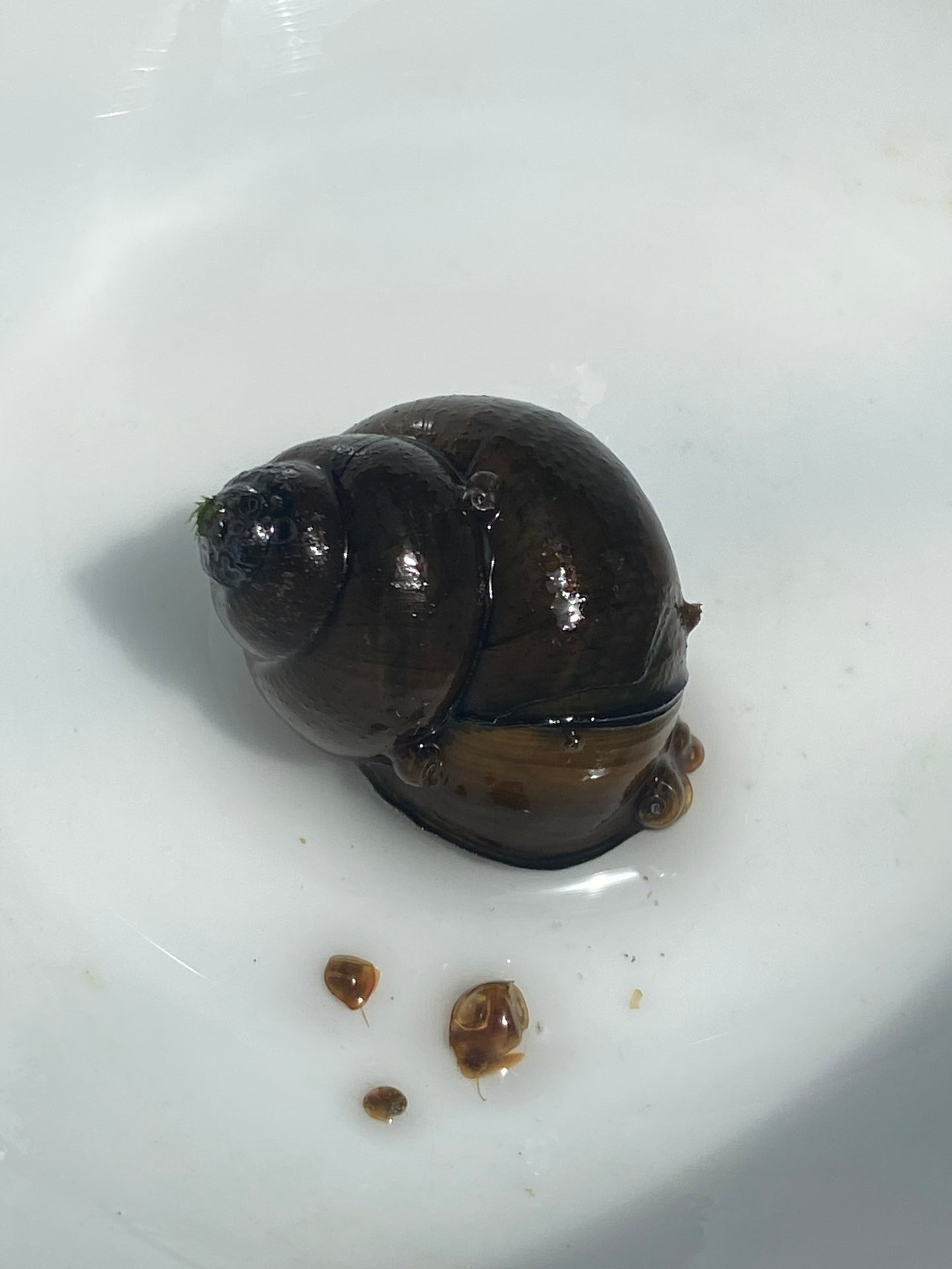 TANISHI (タニシ)Japanese trapdoor snails