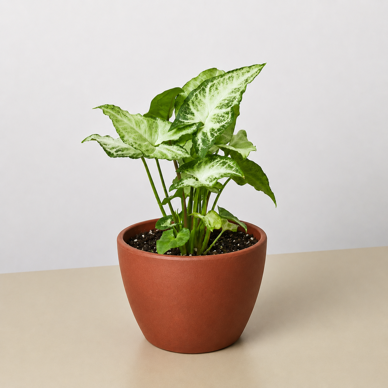 Syngonium 'White Butterfly'