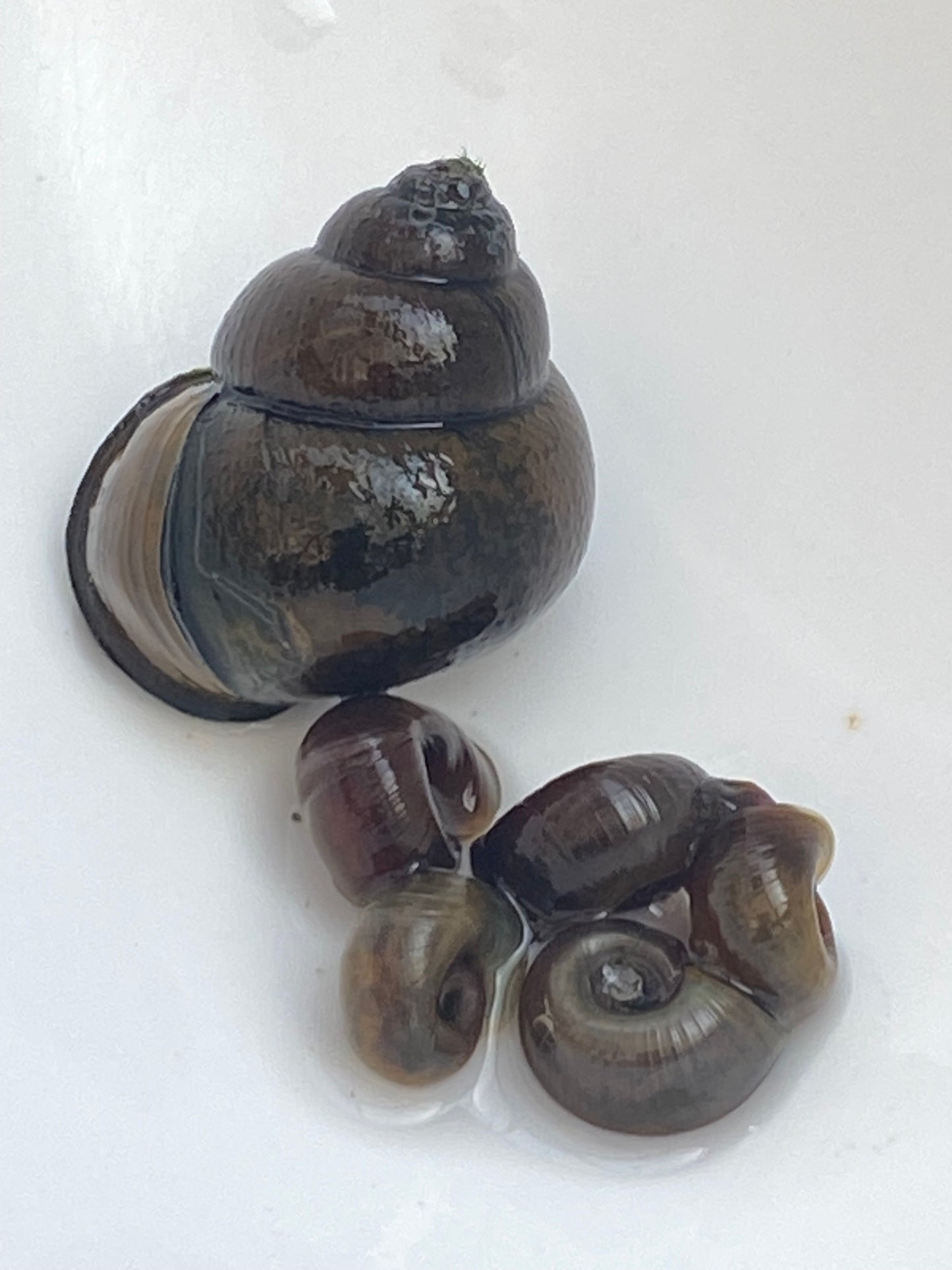 TANISHI (タニシ)Japanese trapdoor snails