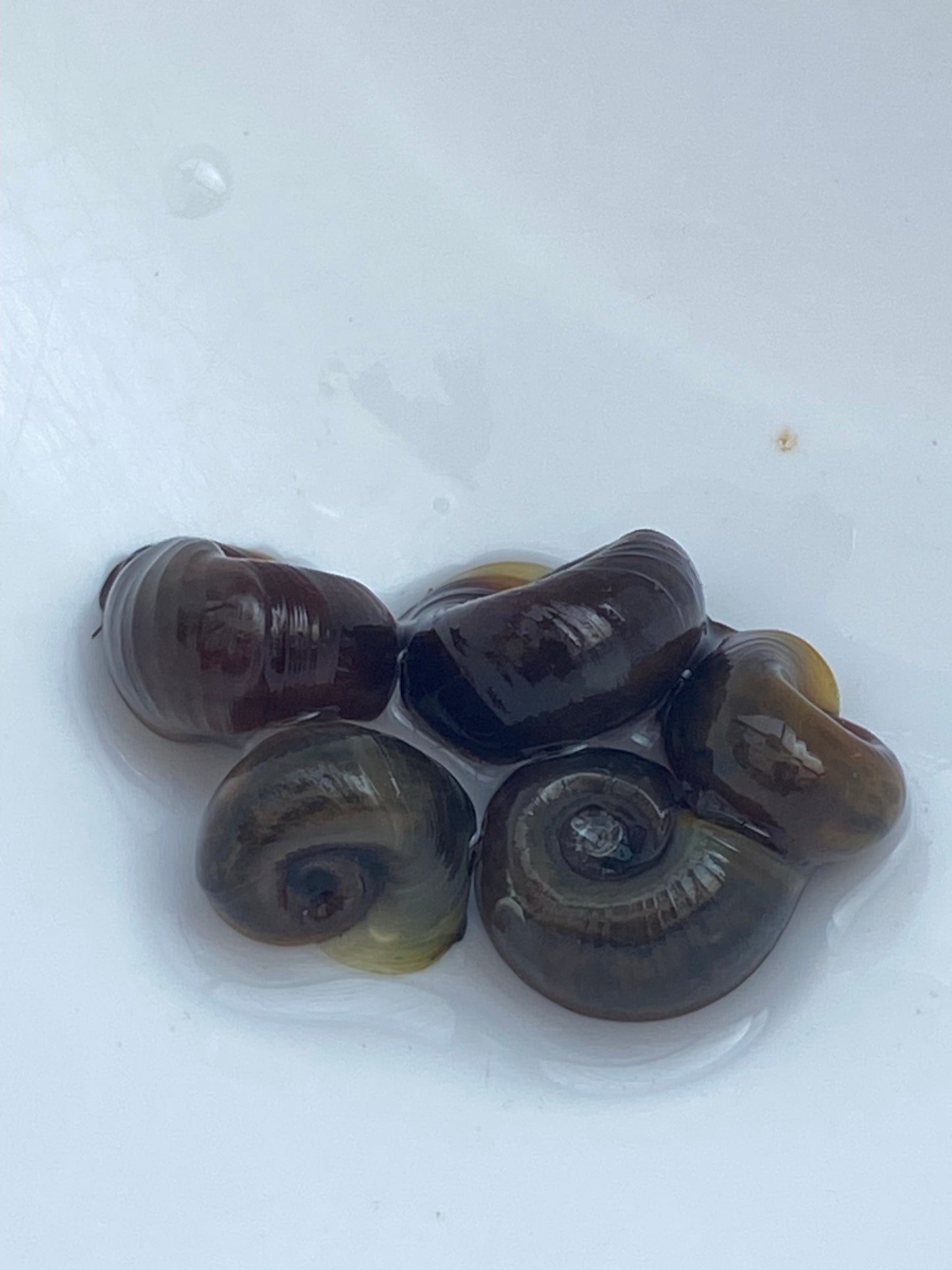 TANISHI (タニシ)Japanese trapdoor snails