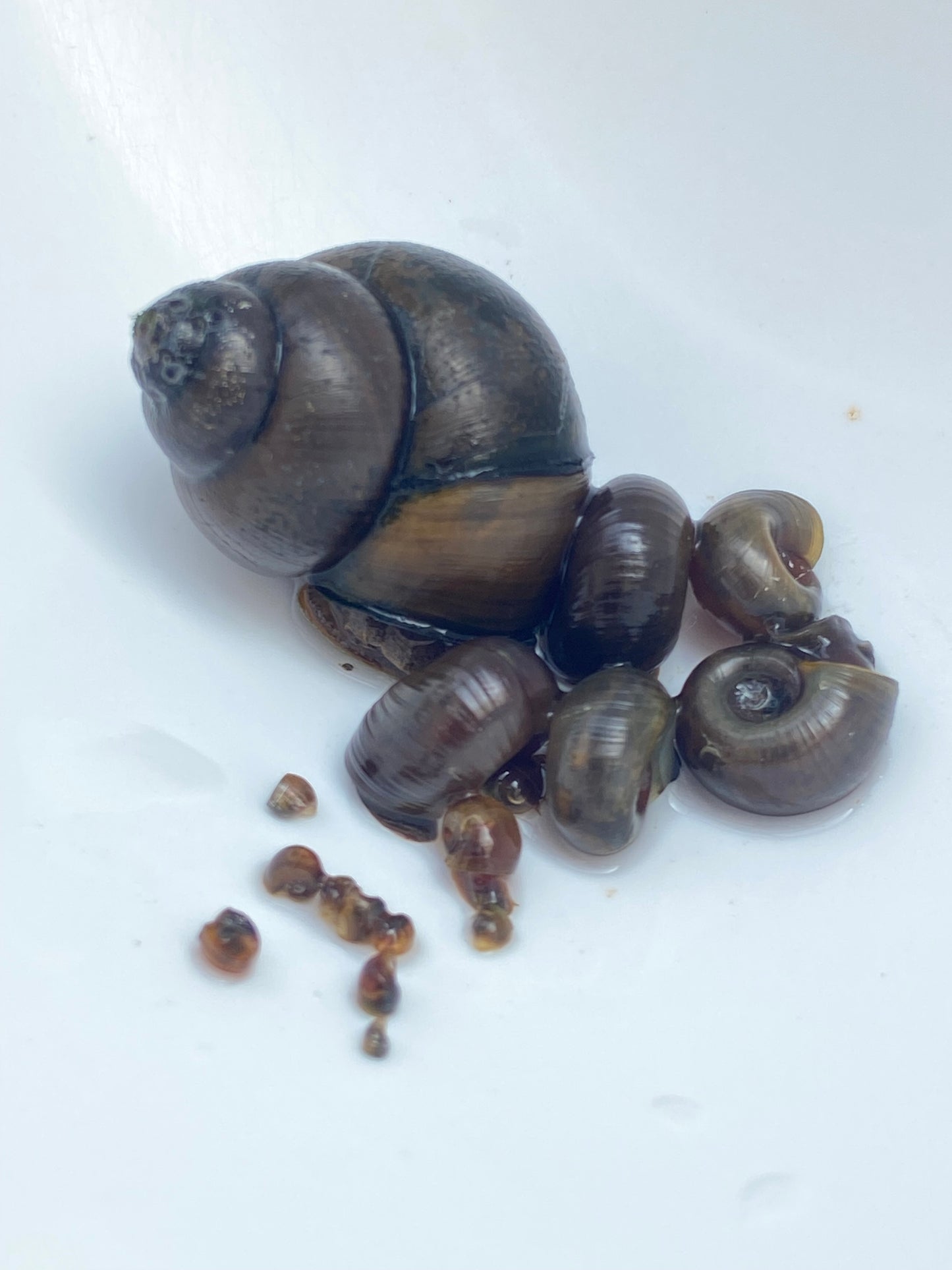 TANISHI (タニシ)Japanese trapdoor snails