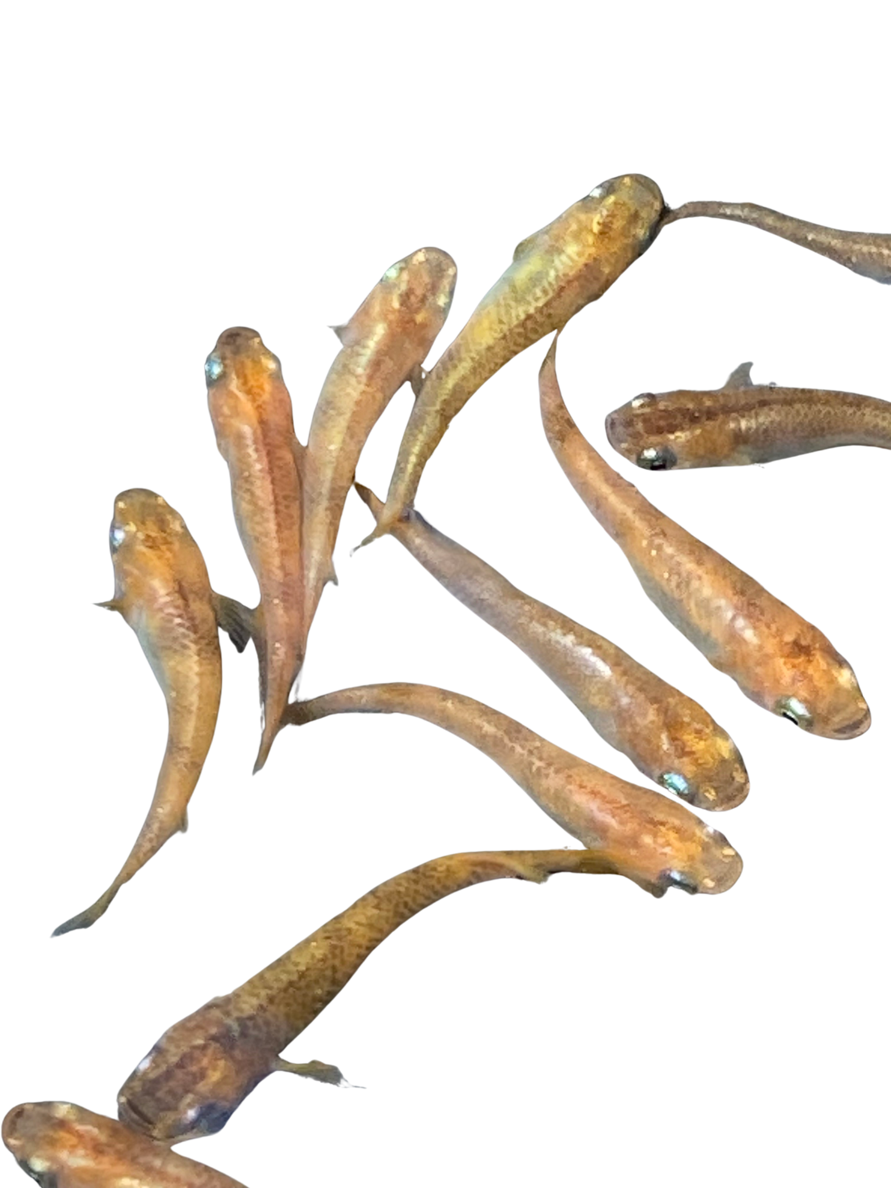 Medaka 'Aka Tora' (Red Tiger) | Medaka Farm | Medaka Bred in