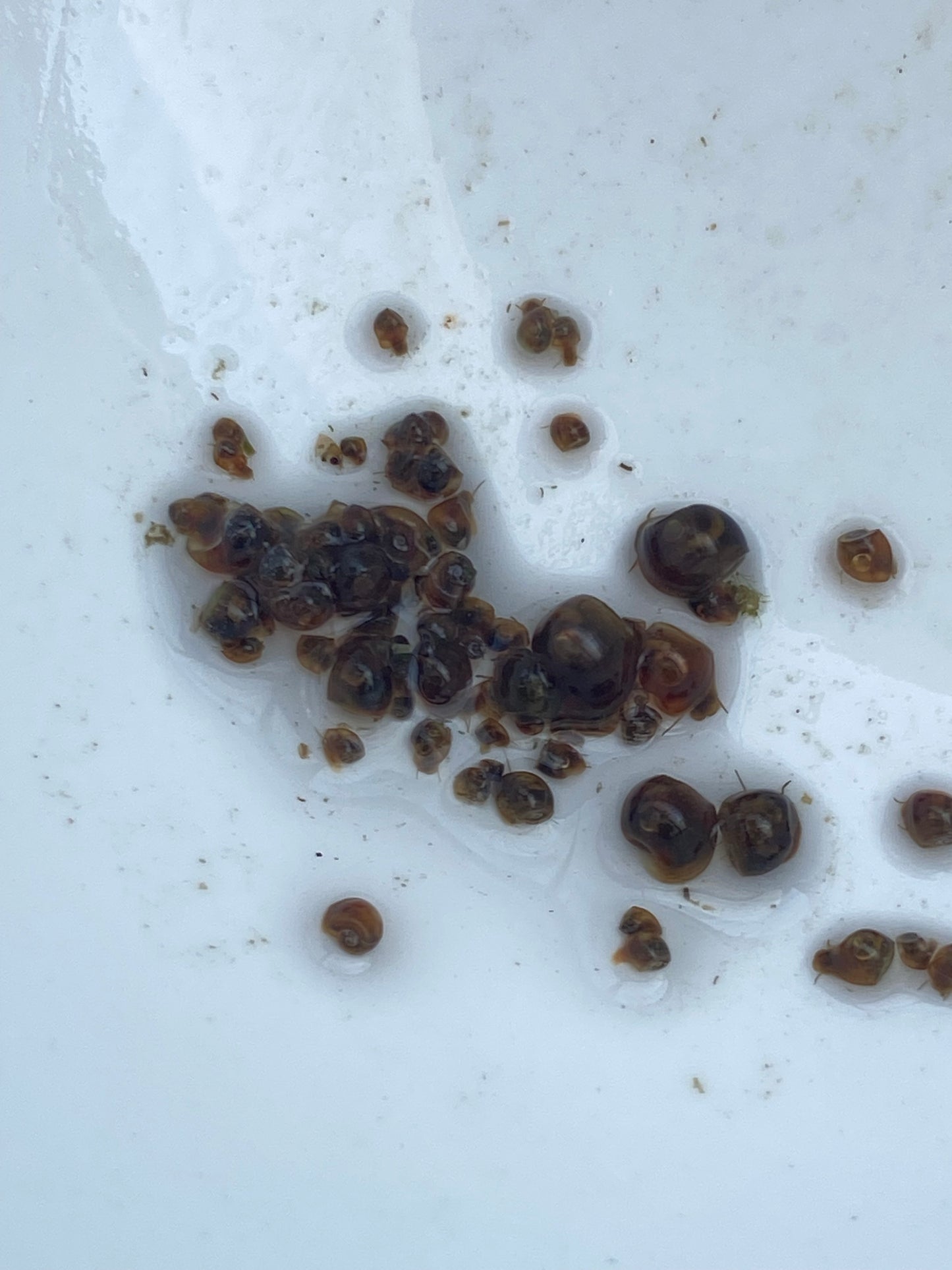 TANISHI (タニシ)Japanese trapdoor snails