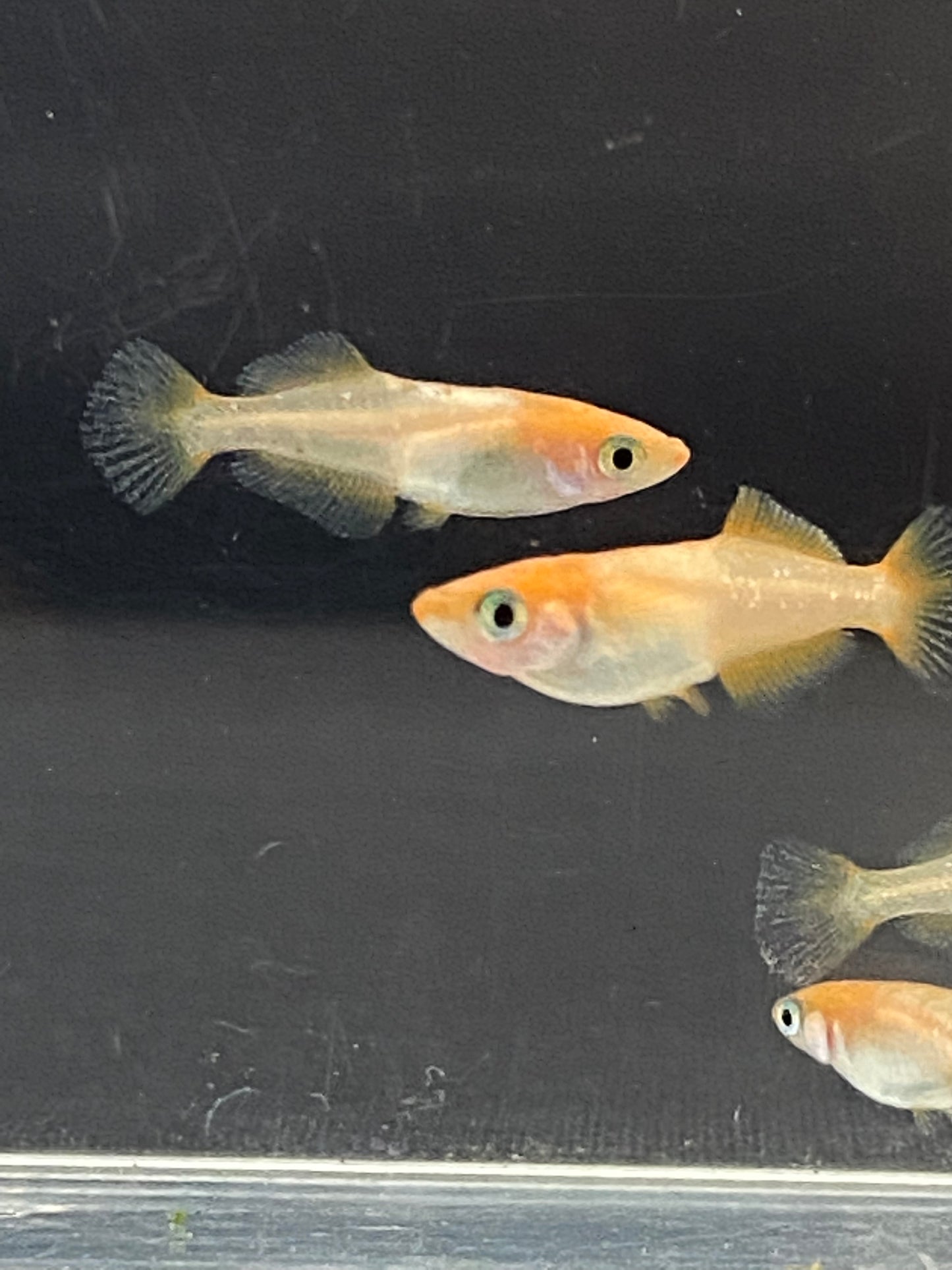 Medaka 'Tou Ten Kou' とうてんこう/ トウテンコウ/ 東天光