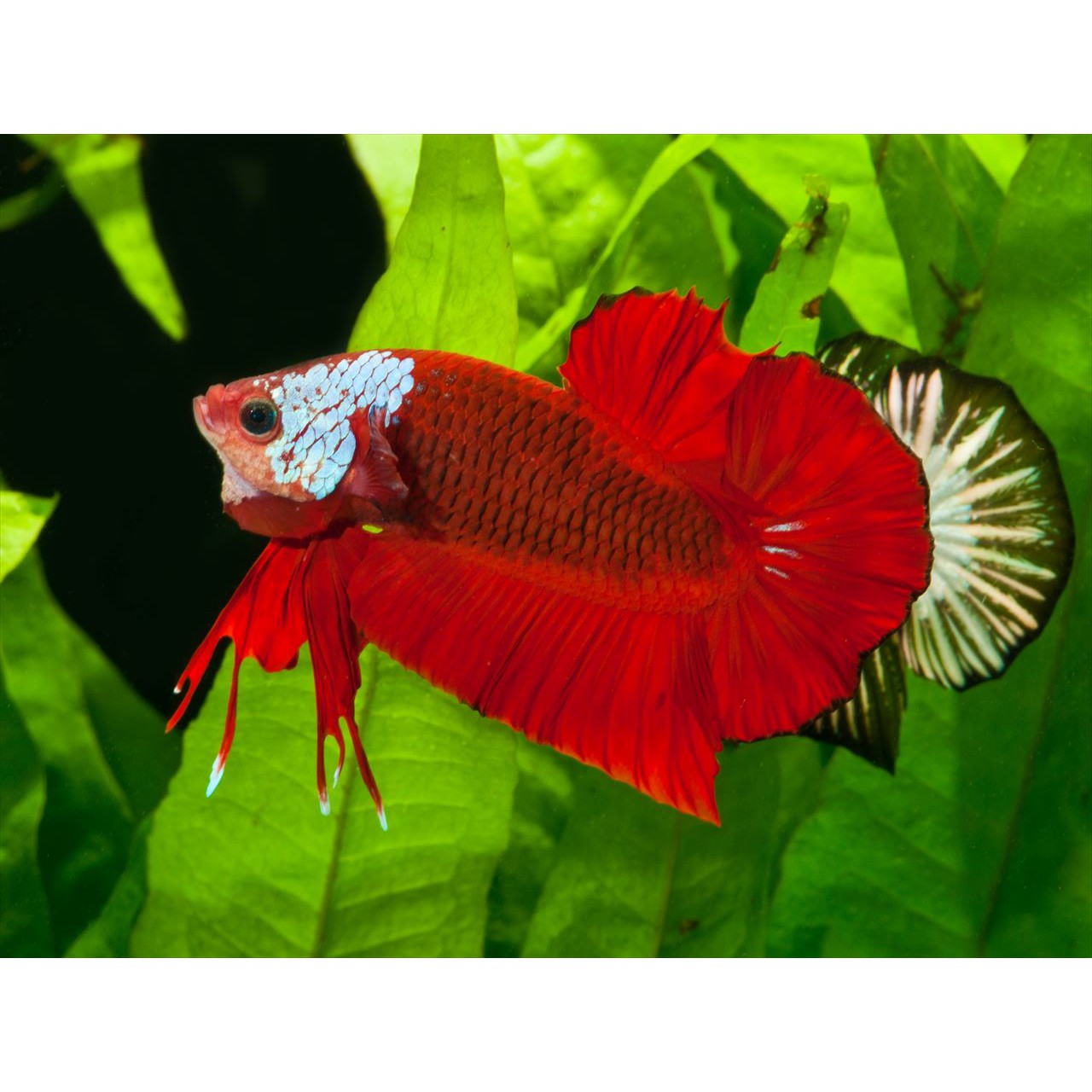 Betta Book | Betta Siamese Fighting fish Photograph Collection