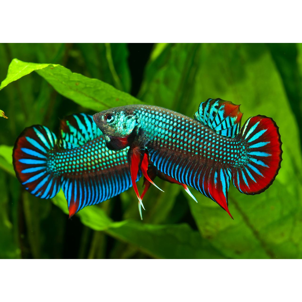 Betta Book | Betta Siamese Fighting fish Photograph Collection