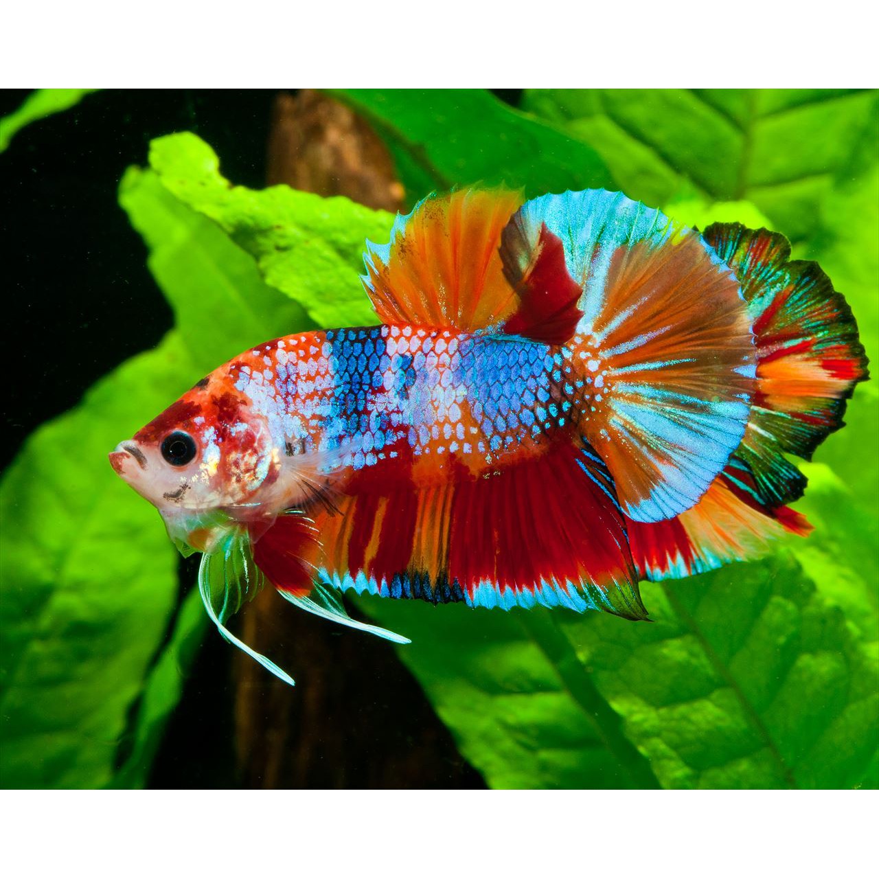 Betta Book | Betta Siamese Fighting fish Photograph Collection