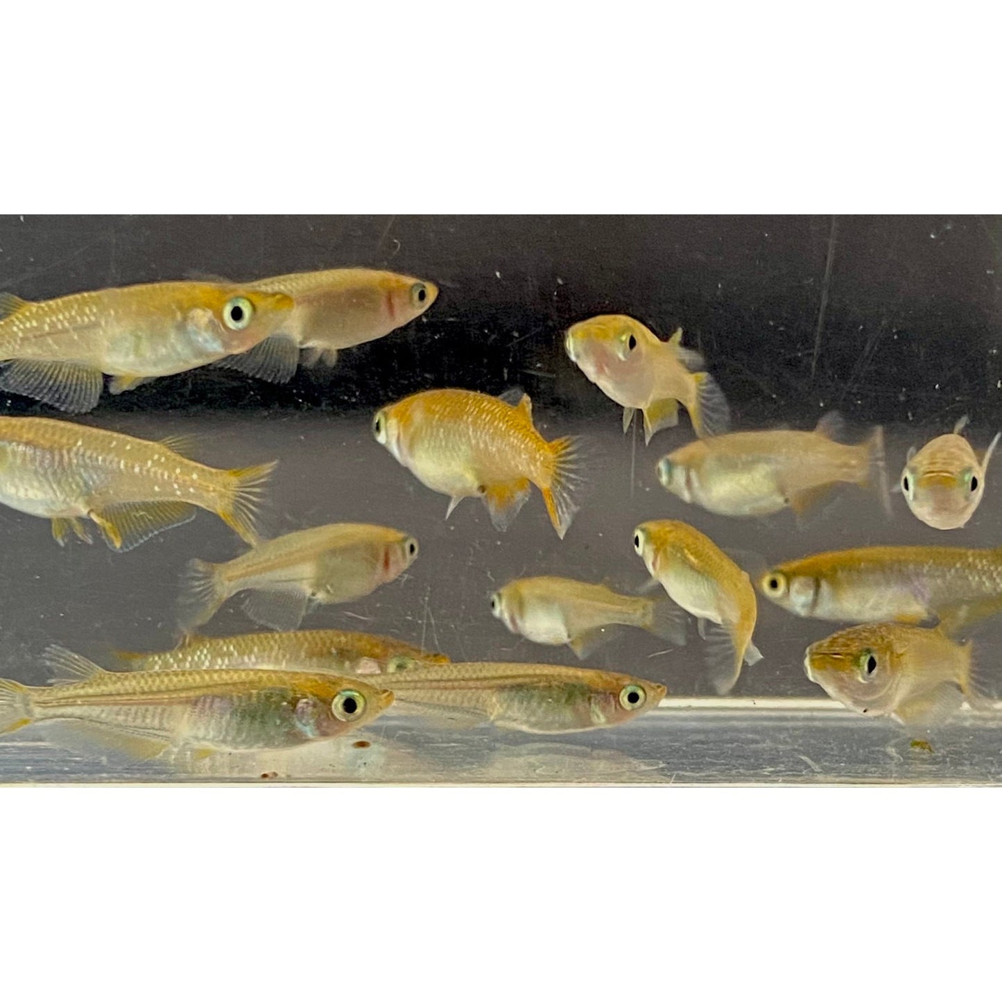 Medaka 'Kohaku' “琥珀” こはく