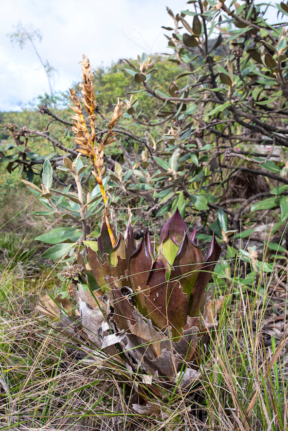 World Plants Report Book
