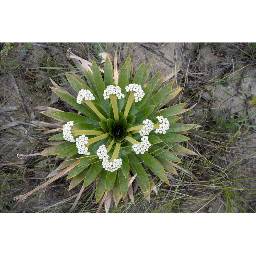 World Plants Report Book