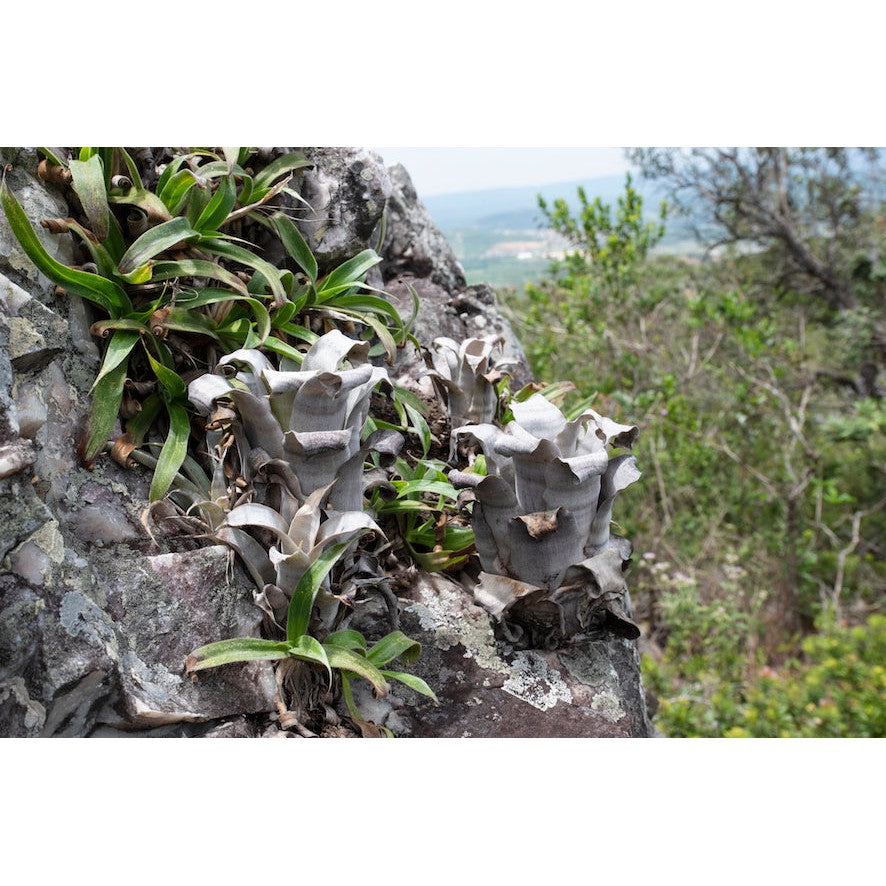World Plants Report Book