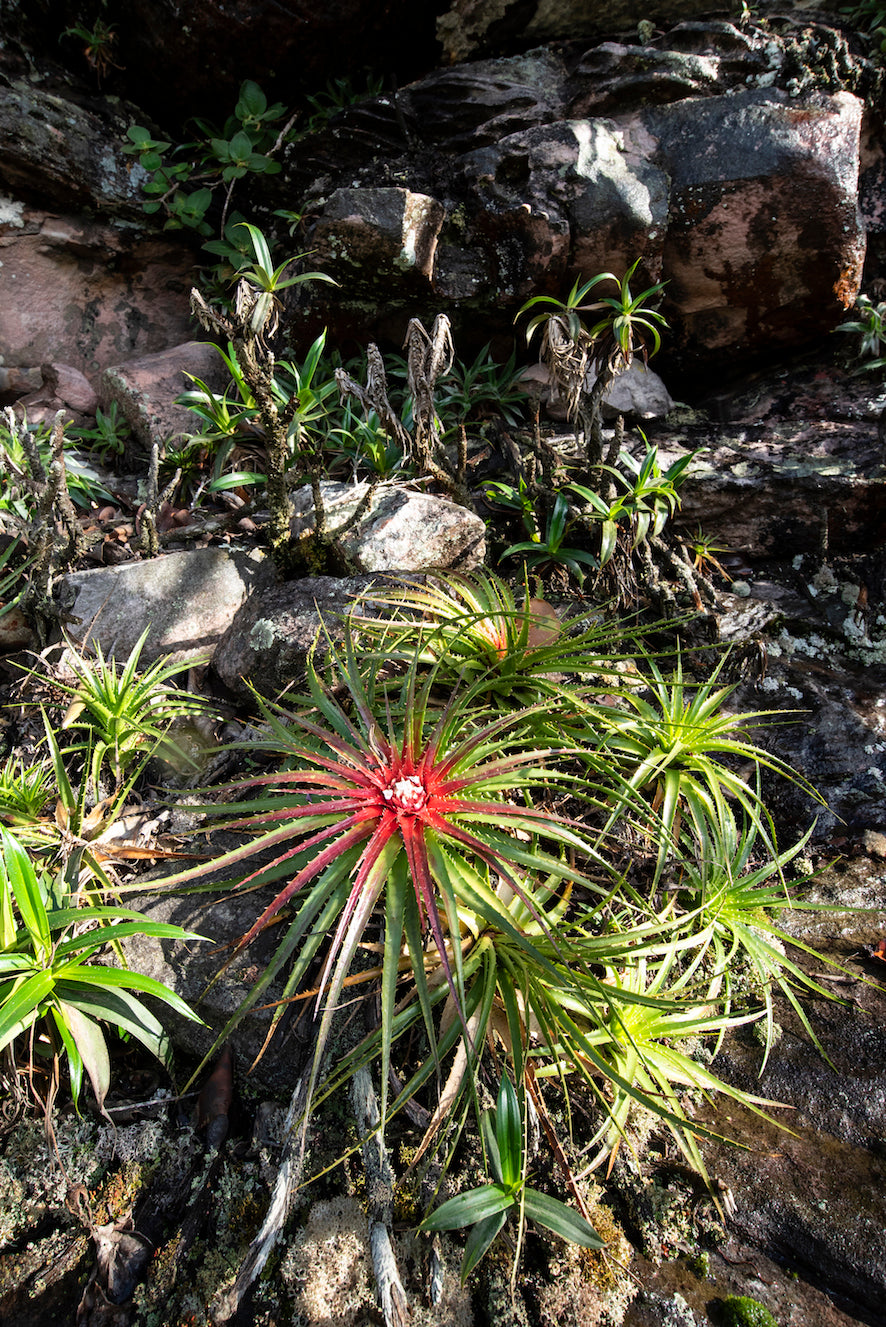 World Plants Report Book