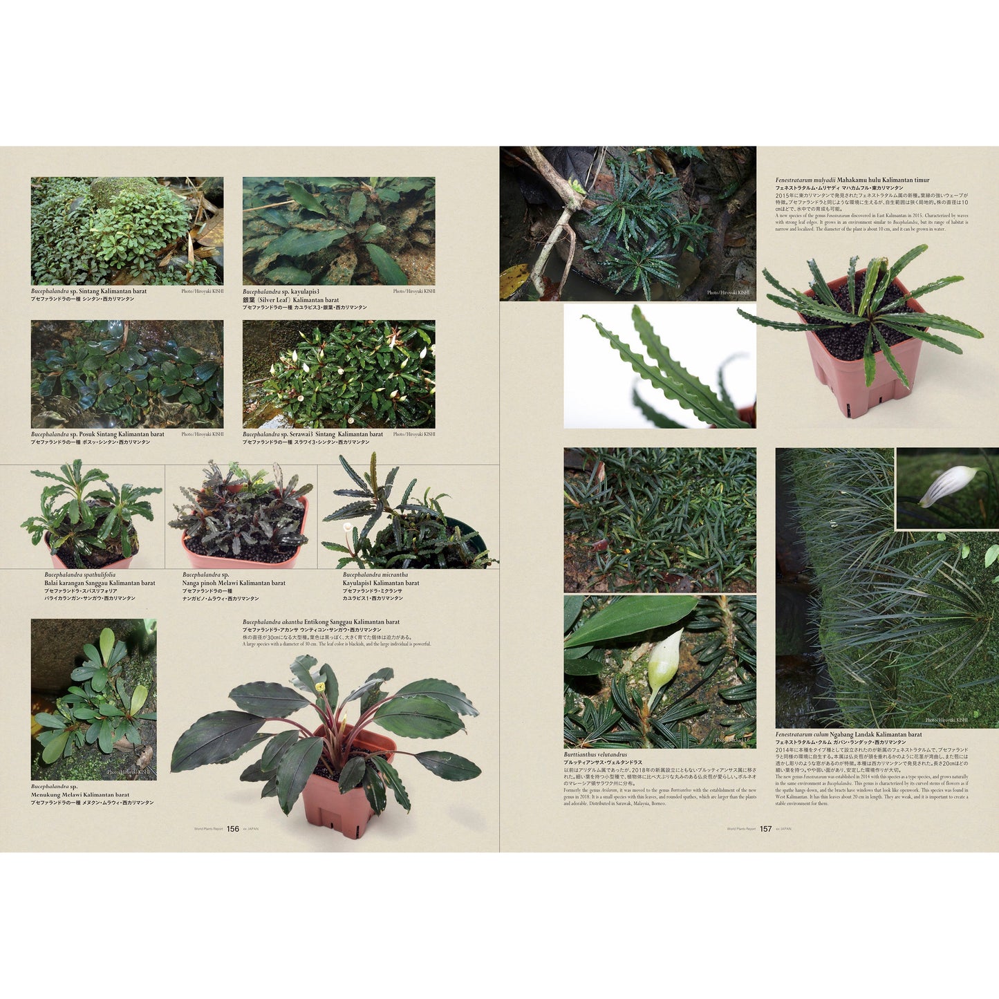 World Plants Report Book