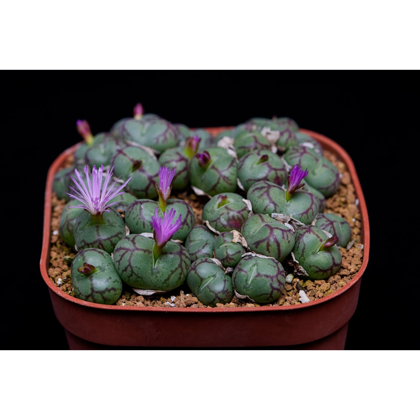 World Plants Report Book