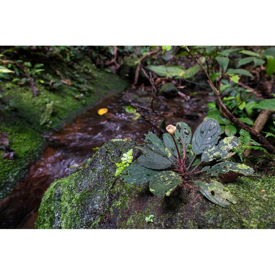 World Plants Report Book
