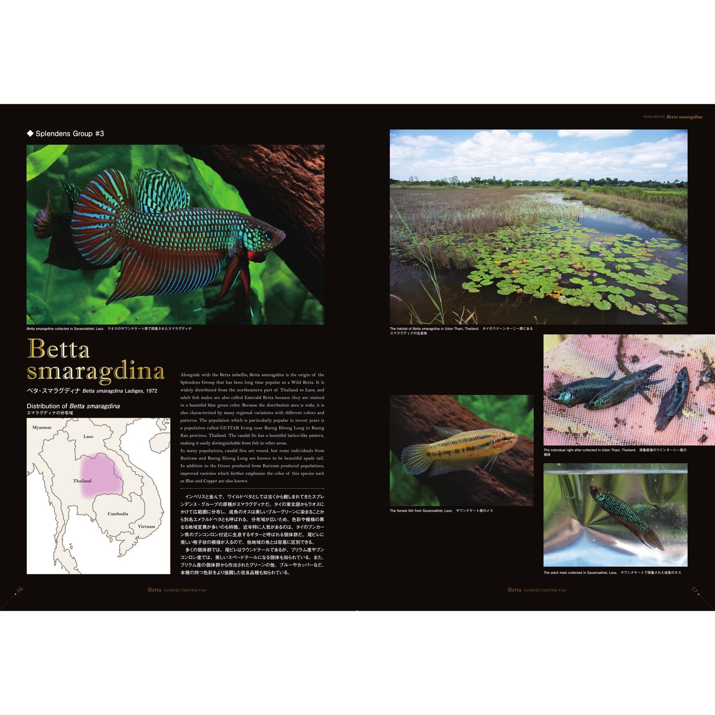 Betta Book | Betta Siamese Fighting fish Photograph Collection