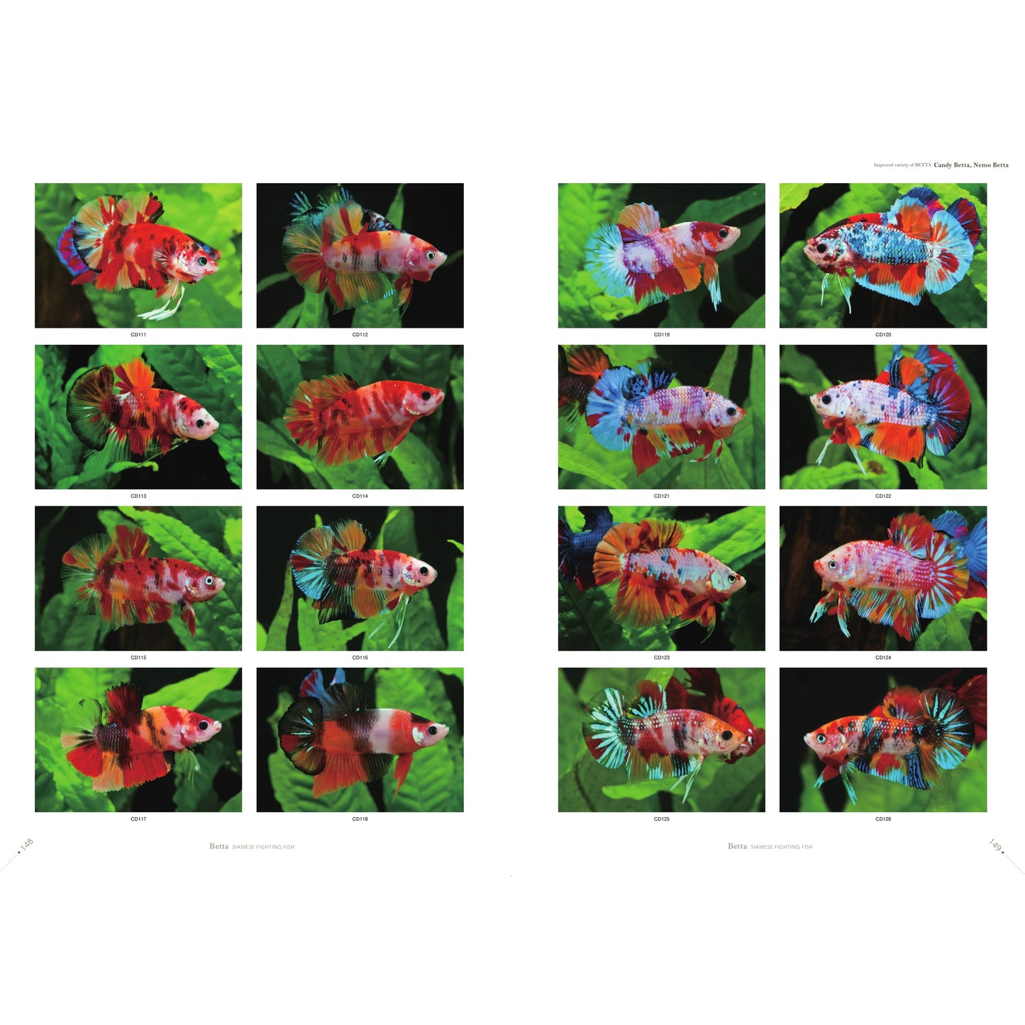 Betta Book | Betta Siamese Fighting fish Photograph Collection