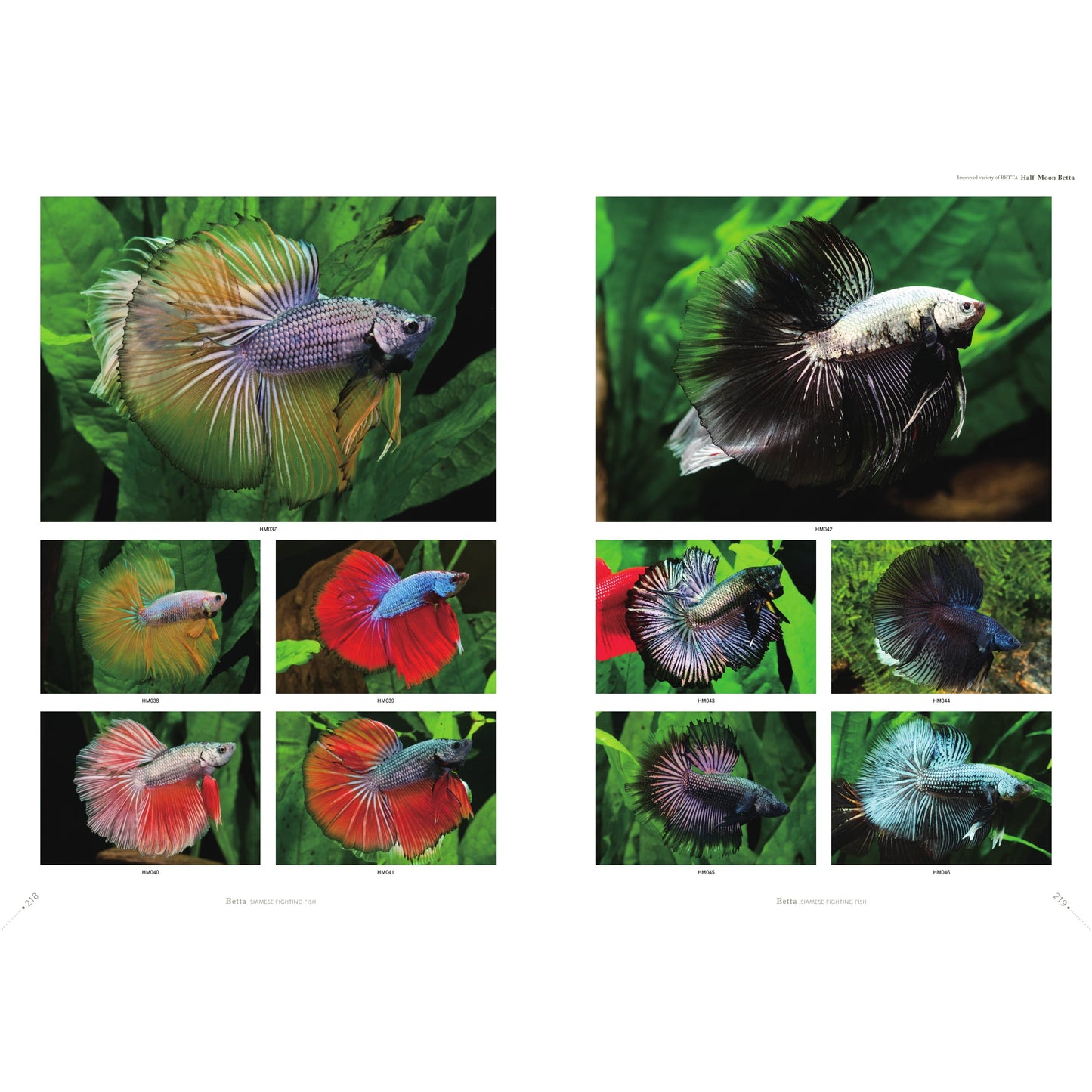 Betta Book | Betta Siamese Fighting fish Photograph Collection