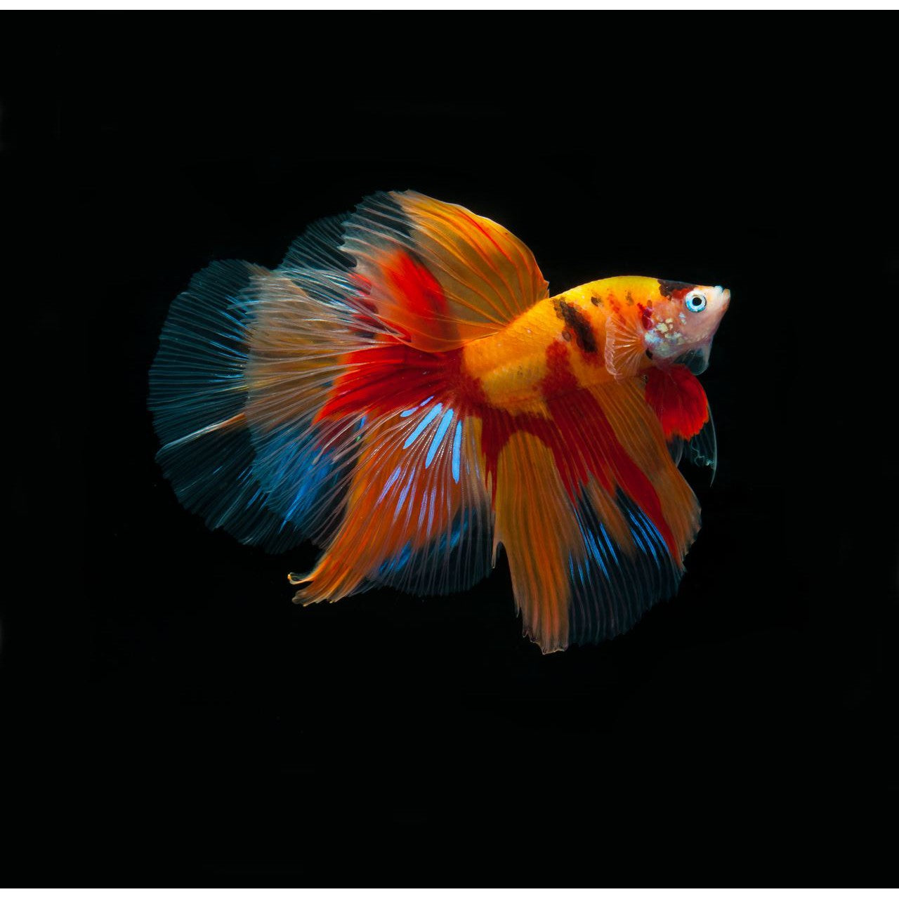 Betta Book | Betta Siamese Fighting fish Photograph Collection