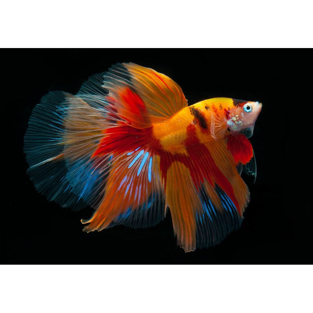 Betta Book | Betta Siamese Fighting fish Photograph Collection
