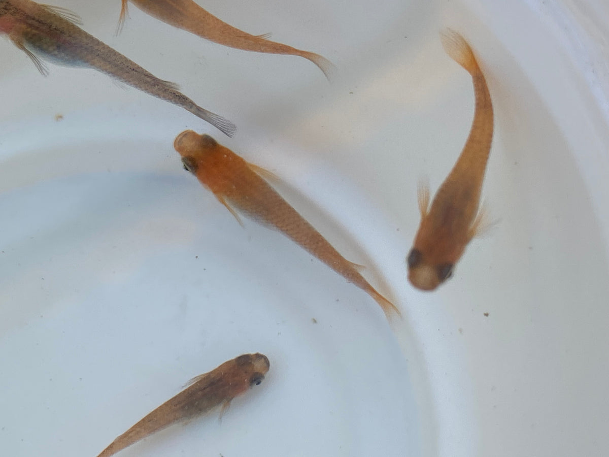 Madeca Fish Medaka Care and Info – medakafarm