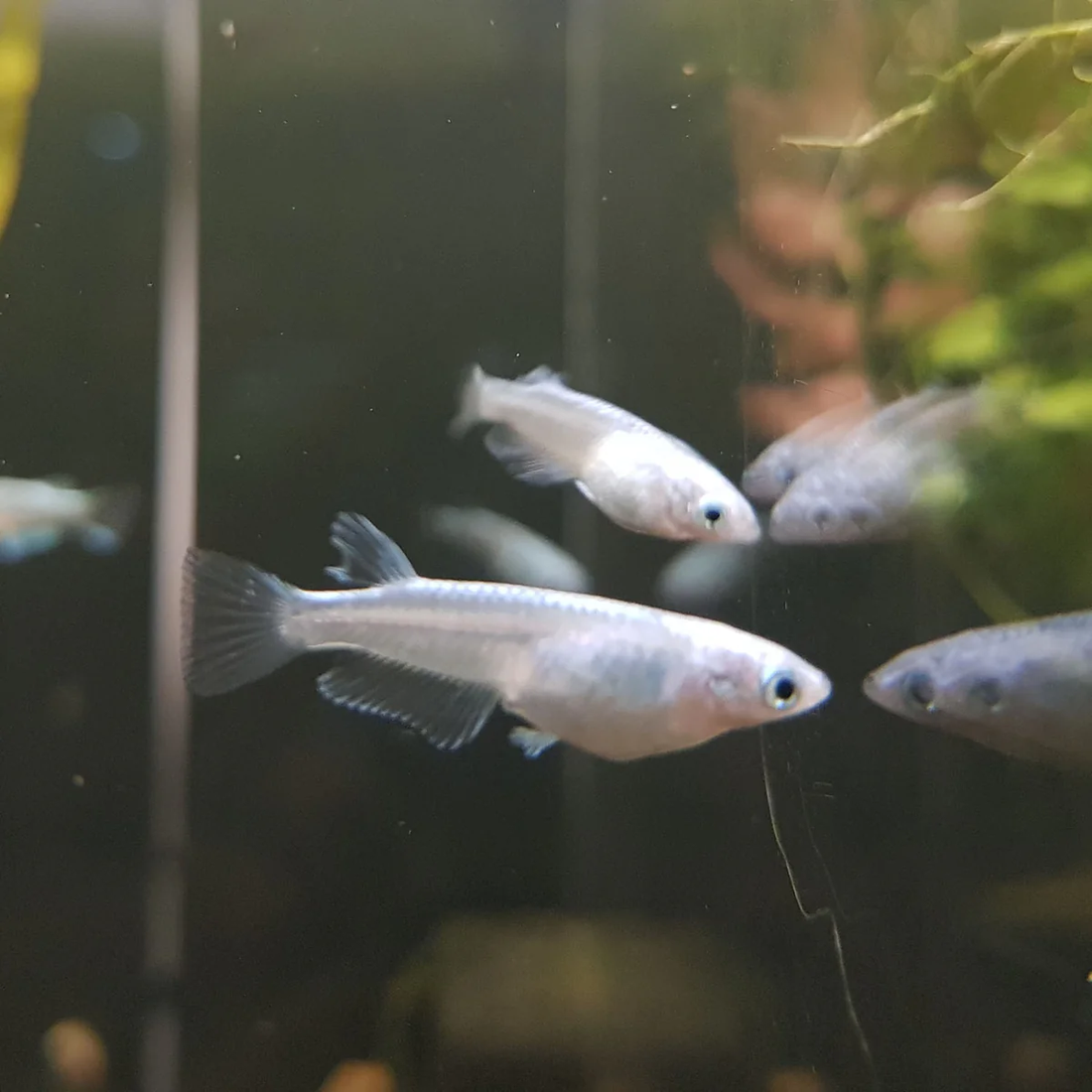 Platinum White Medaka.: Creating the Perfect Tank for This Elegant Species.