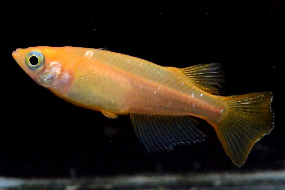 Medaka Farm | Ricefish | Medaka Fish & Supplies - Bred in California ...