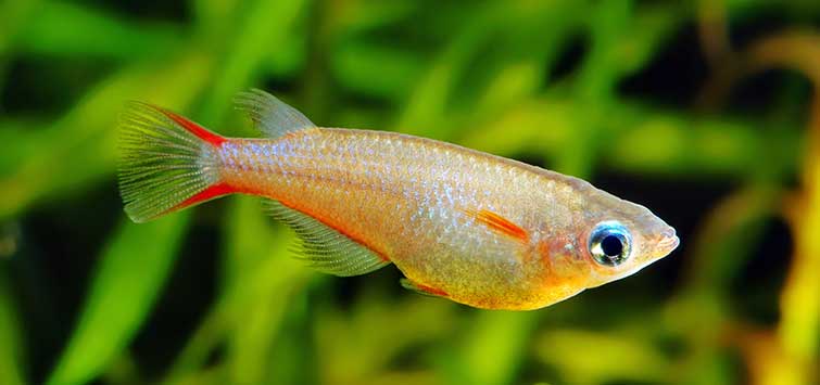 Madeca Fish Medaka Care and Info – medakafarm