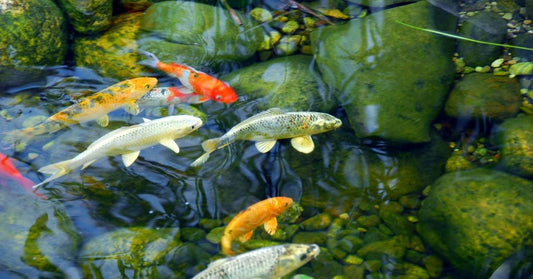 Food selection and amount, food feeding during travel