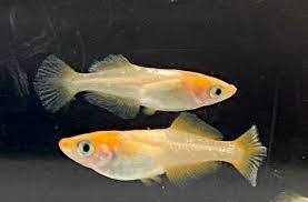 Akatora-Toutenko: The Fiery Elegance of Premium Medaka Breeding