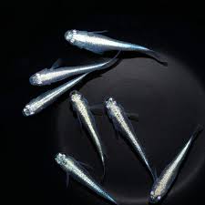 Madeca Fish Medaka Farm | Ricefish | Medaka Fish & Supplies - Bred in California ...