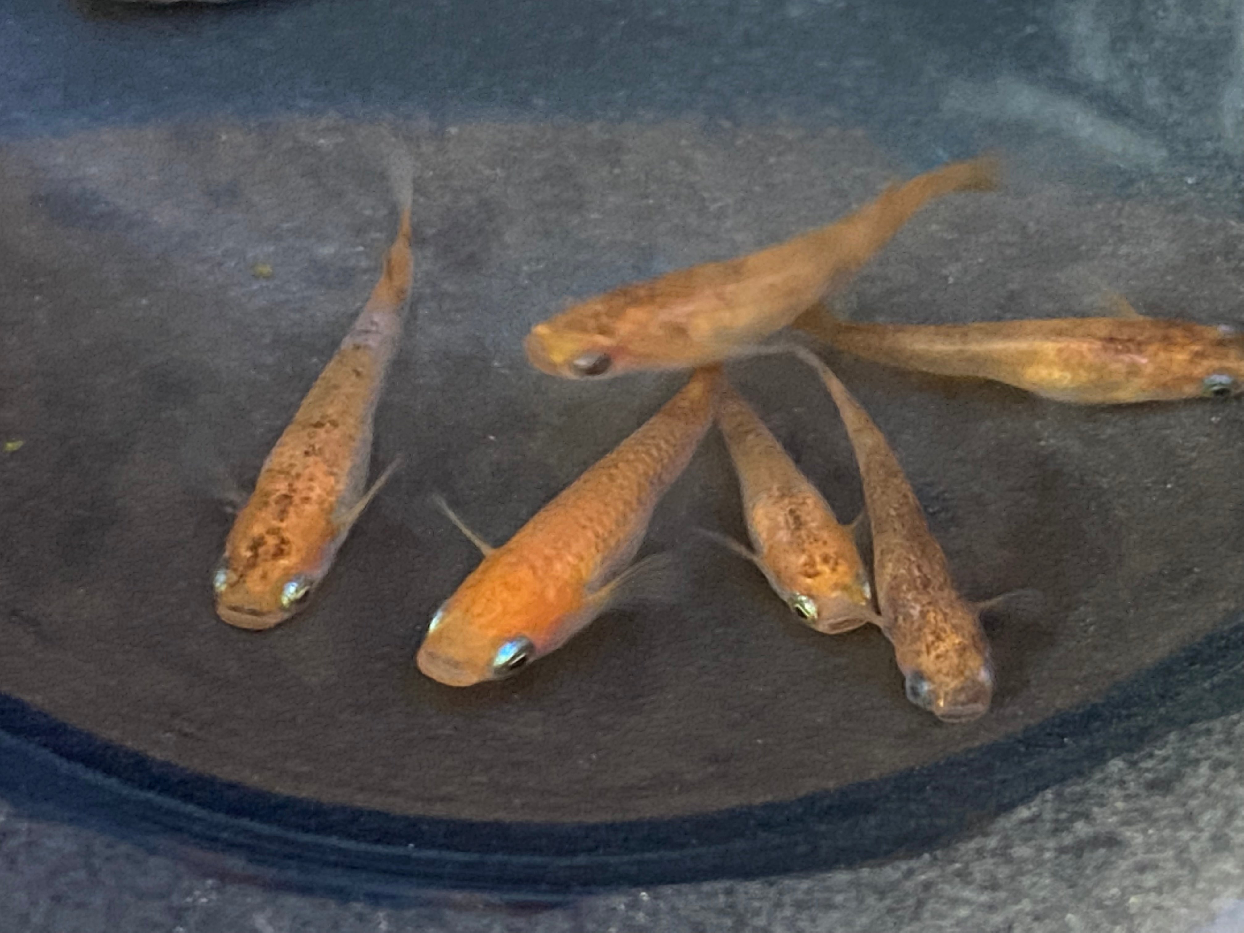 Medaka Fish – medakafarm