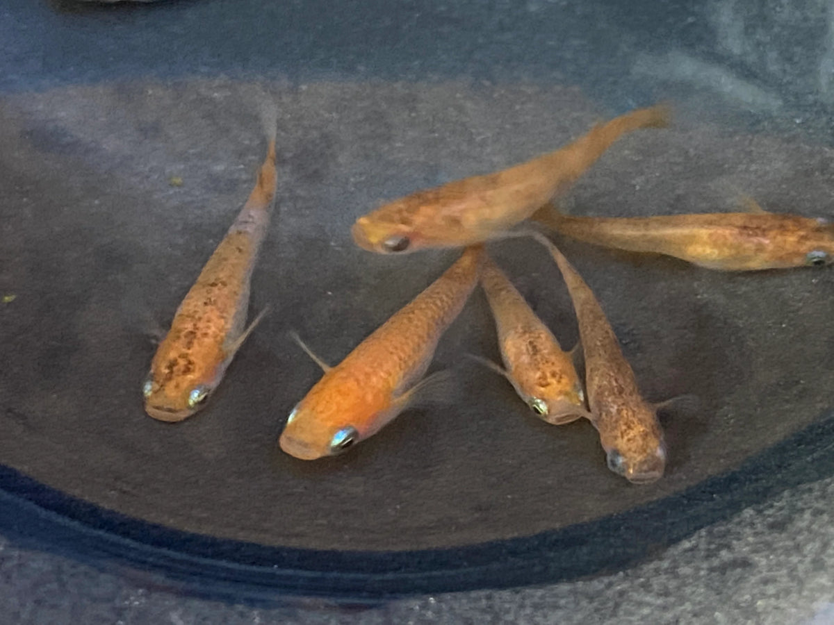 Collections – medakafarm