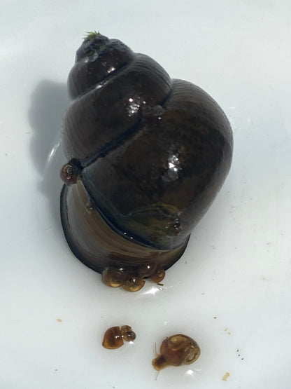 TANISHI （タニシ）Japanese trapdoor snails