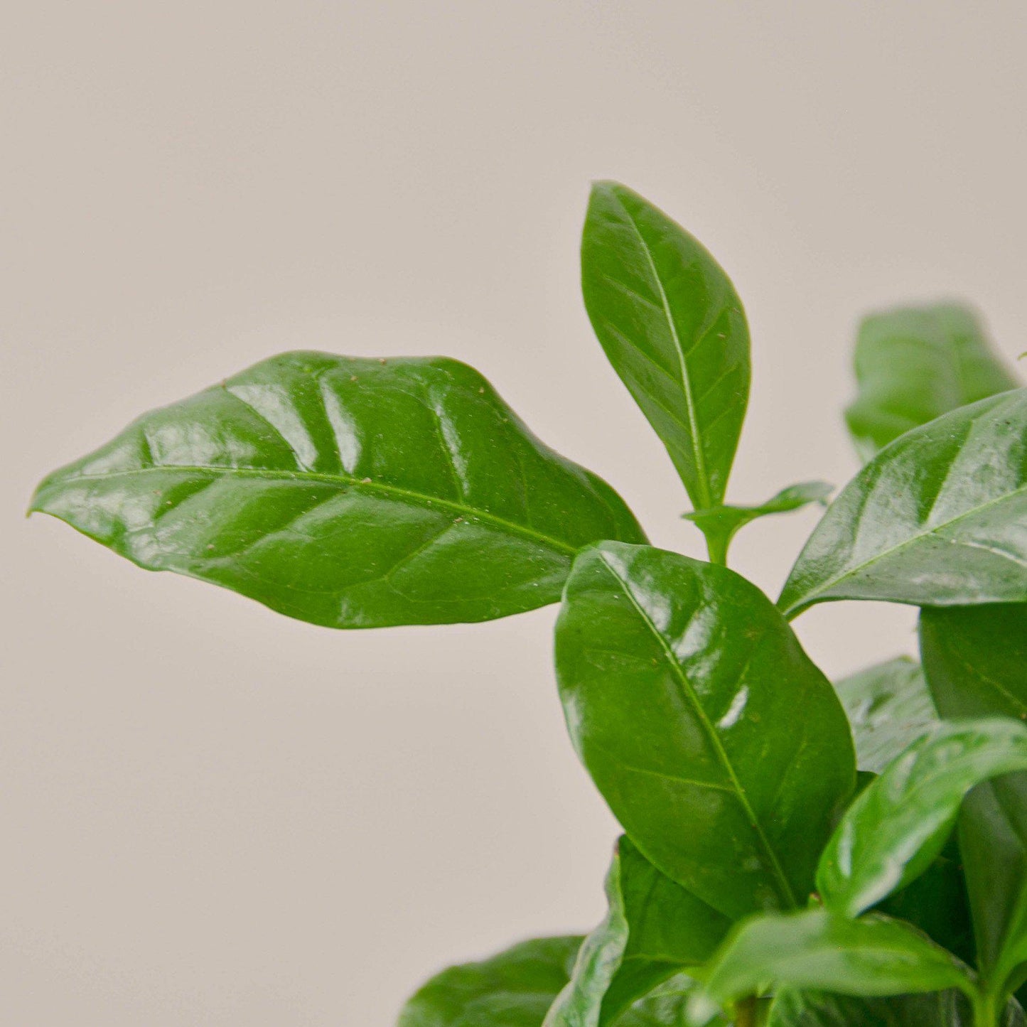 Arabica Coffee - House Plant Shop