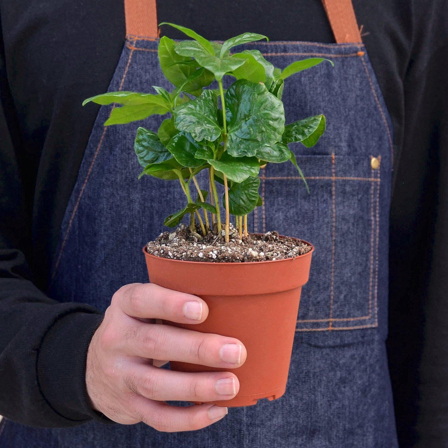 Arabica Coffee - House Plant Shop