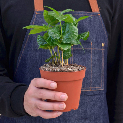 Arabica Coffee - House Plant Shop