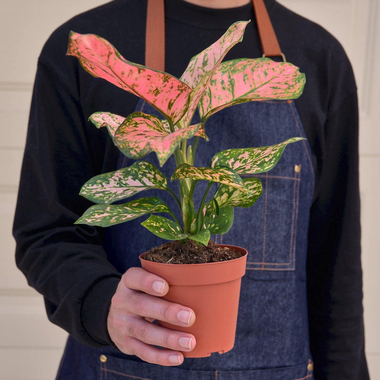 Chinese Evergreen 'Lady Valentine' - House Plant Shop