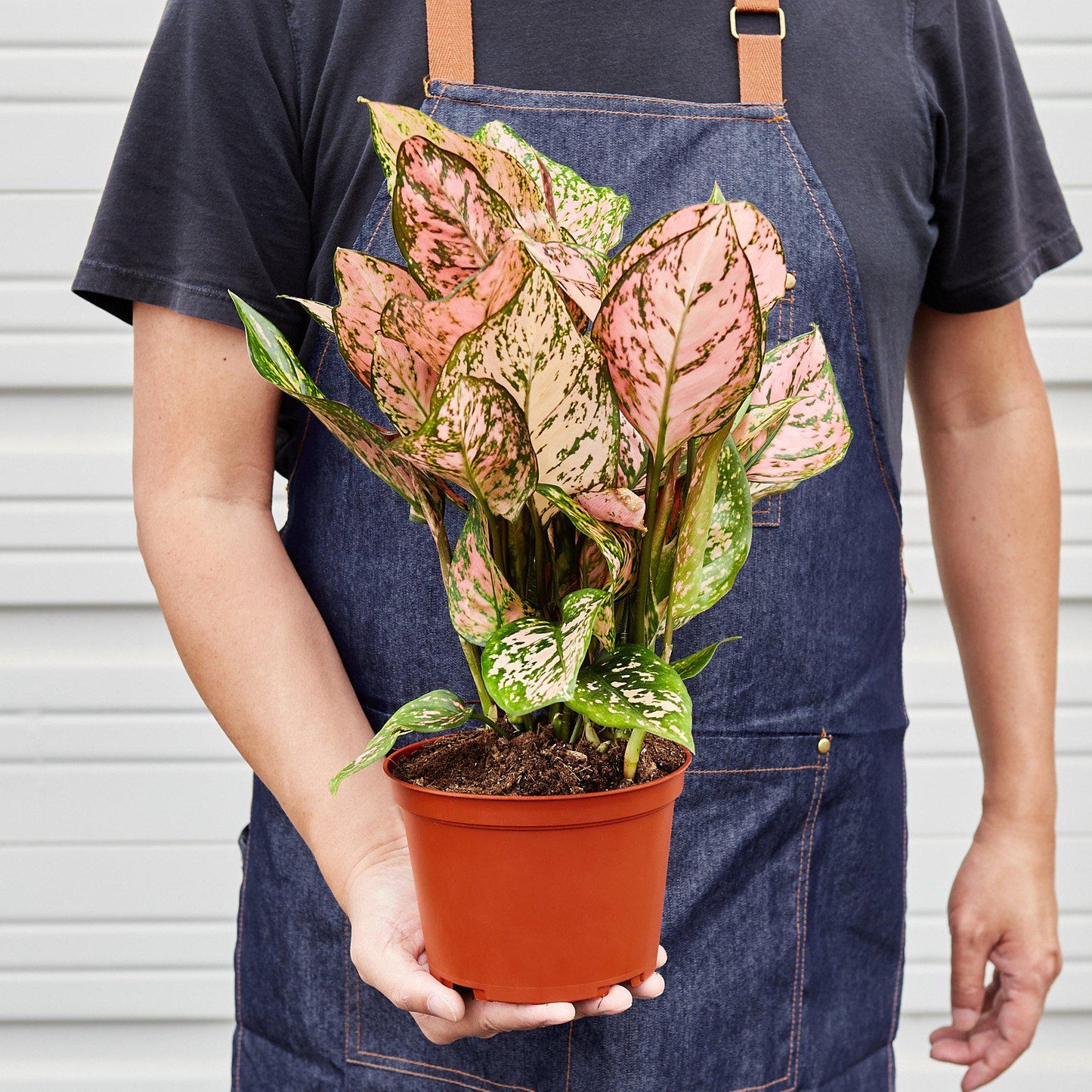 Chinese Evergreen 'Lady Valentine' - House Plant Shop