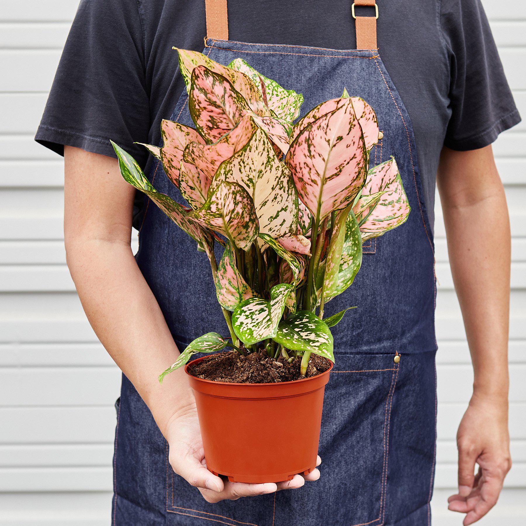 Chinese Evergreen 'Lady Valentine' - House Plant Shop