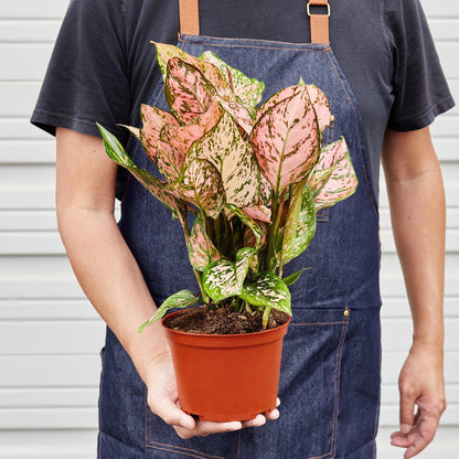 Chinese Evergreen 'Lady Valentine' - House Plant Shop