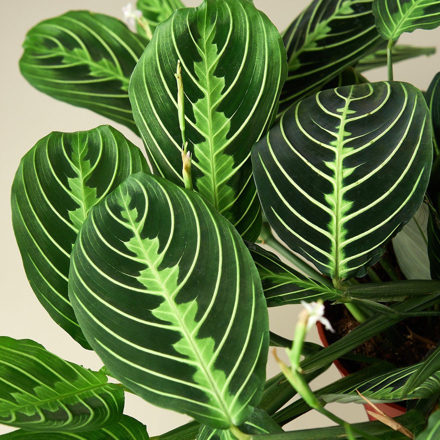 Maranta 'Lemon Lime' - House Plant Shop