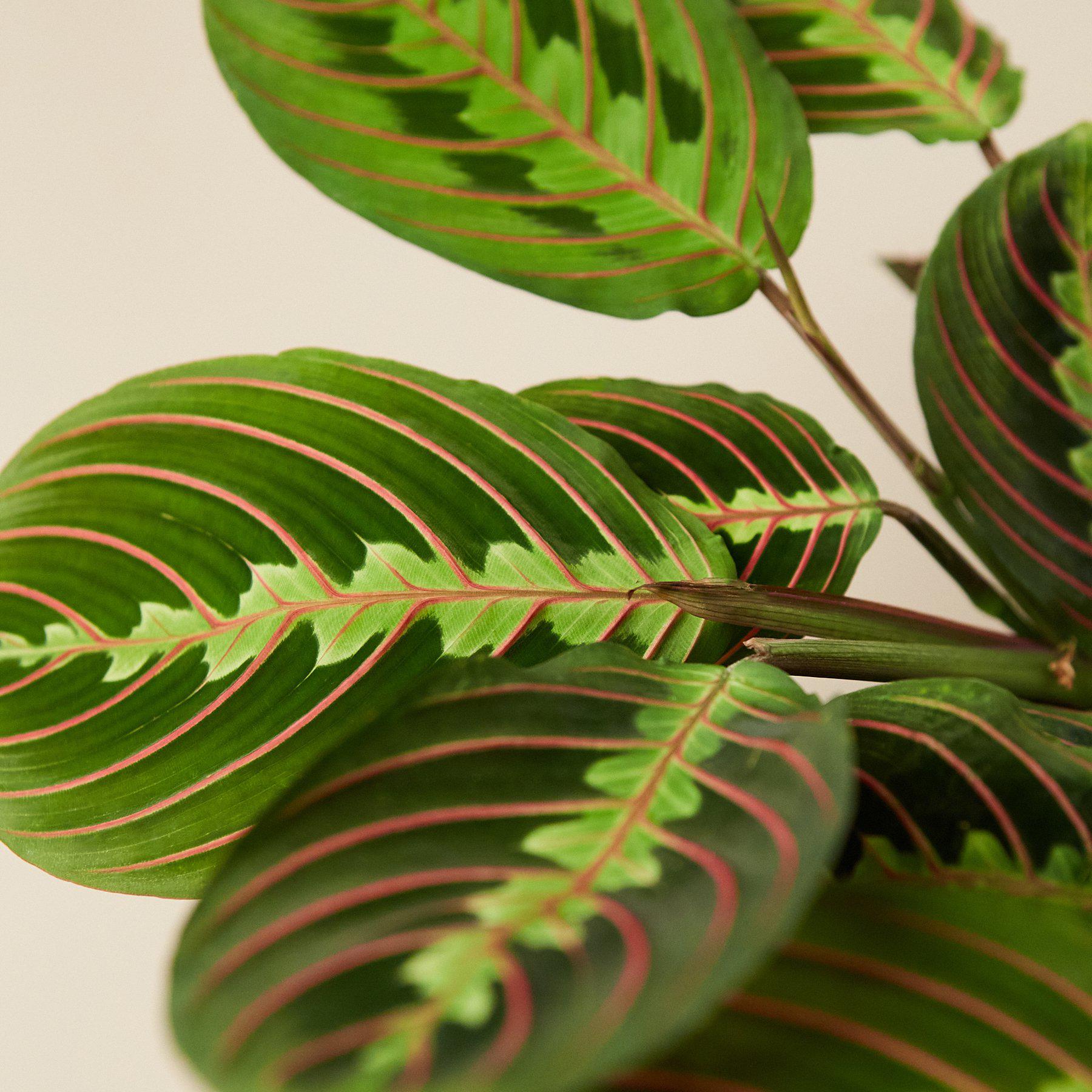 Maranta 'Red Prayer' - House Plant Shop