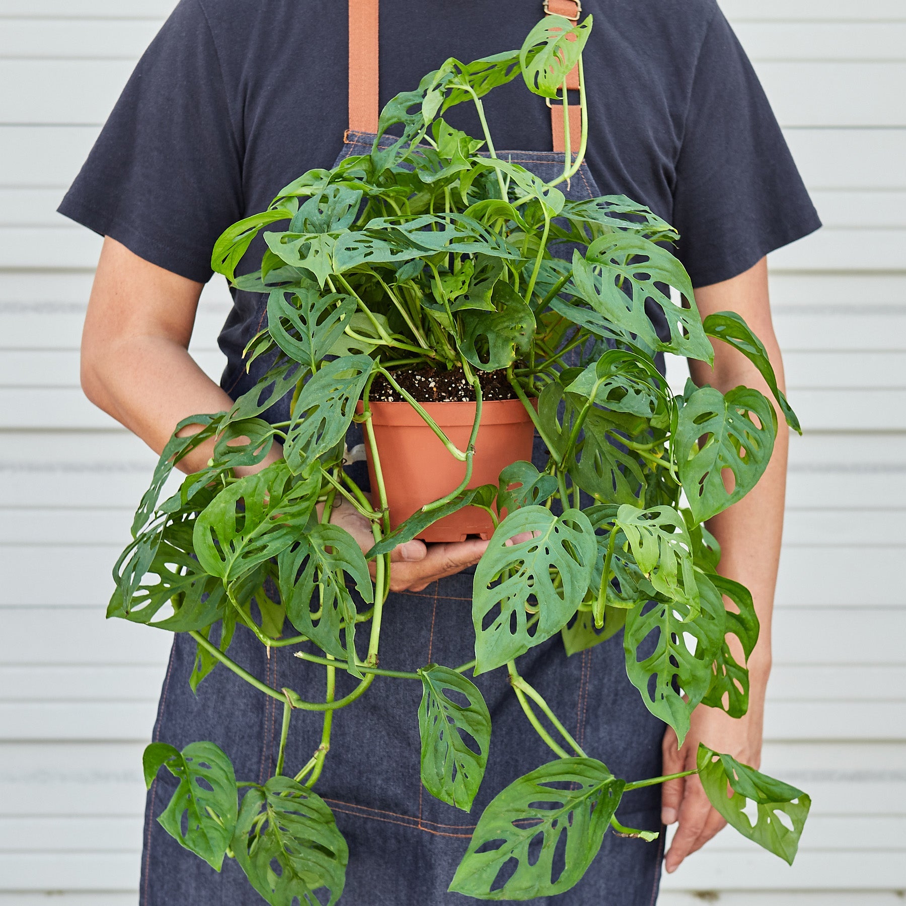 Monstera Adansonii 'Swiss Cheese' - House Plant Shop