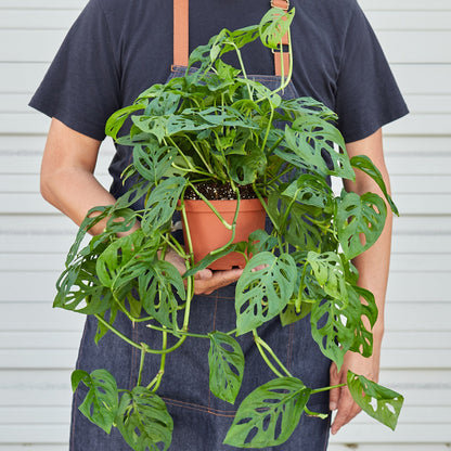 Monstera Adansonii 'Swiss Cheese' - House Plant Shop